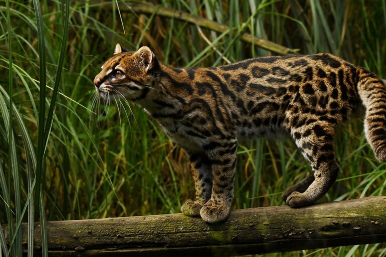 The 2024 paper proposes Leopardus pardinoides, or the clouded tiger cat, as a new species. This small wildcat is found in the cloud forests of Costa Rica, south to Panama, Colombia, Peru, Bolivia and Argentina. Image courtesy of Johanes Pfleiderer. Article title - A tiger cat gains new species designation, but conservation challenges remain