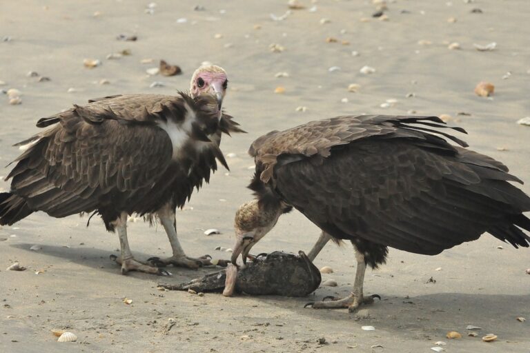 Two hooded vultures in the Gambia. Image by Roger Sanderson via Flickr (CC BY-NC 2.0).