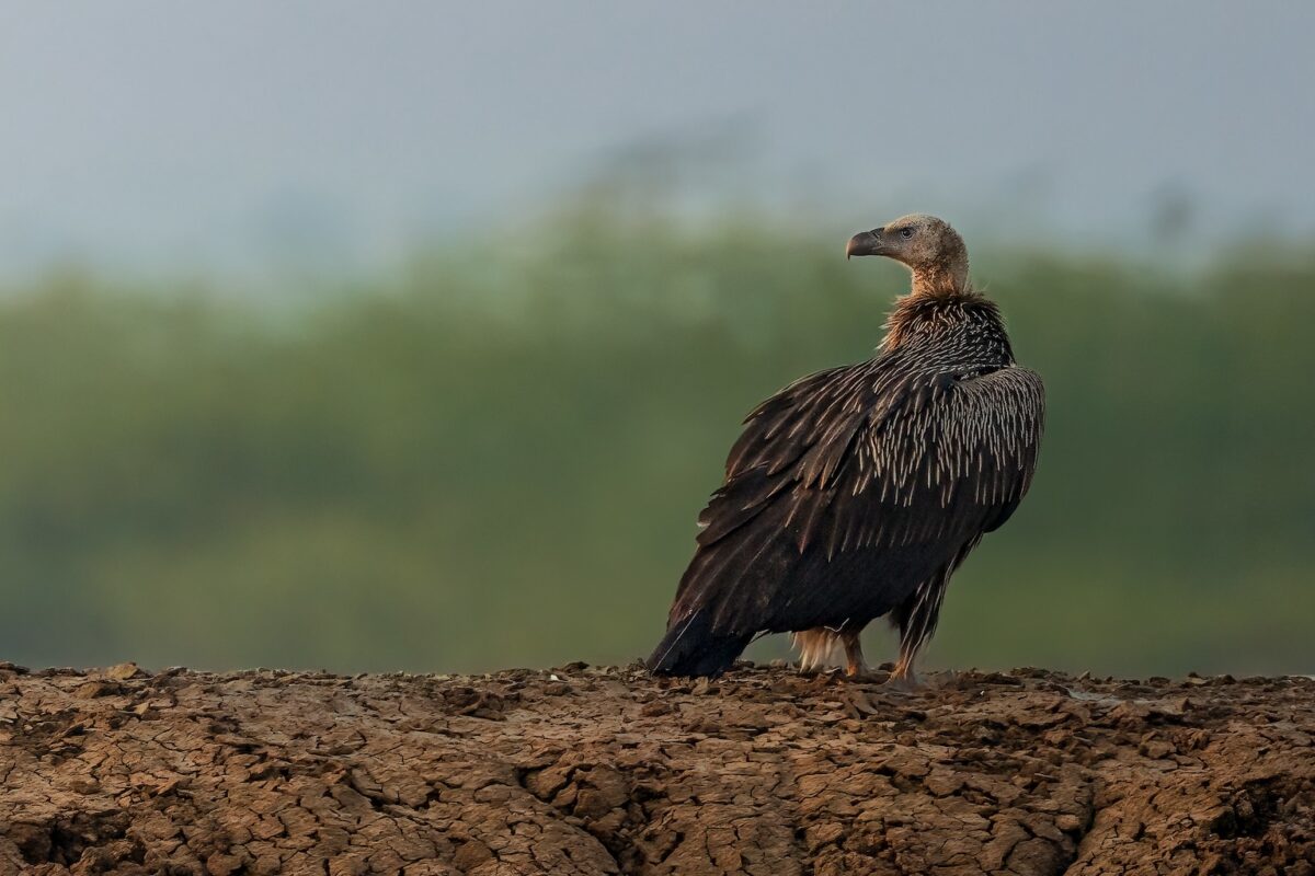 A griffon vulture (Gyps fulvus) in India. A study published earlier this year linked the country’s massive decline in vulture populations to around 100,000 deaths each year over a five-year period. Image by Hari K. Patibanda via Flickr (CC BY-NC 2.0).