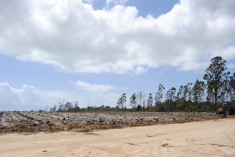 A field after eucalyptus has been harvested. Photo by Ignacio Amigo for Mongabay