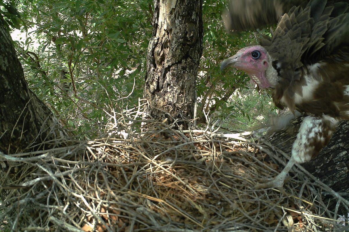 An adult hooded vulture in South Africa returns to its nest. Image courtesy of Lindy Thompson.