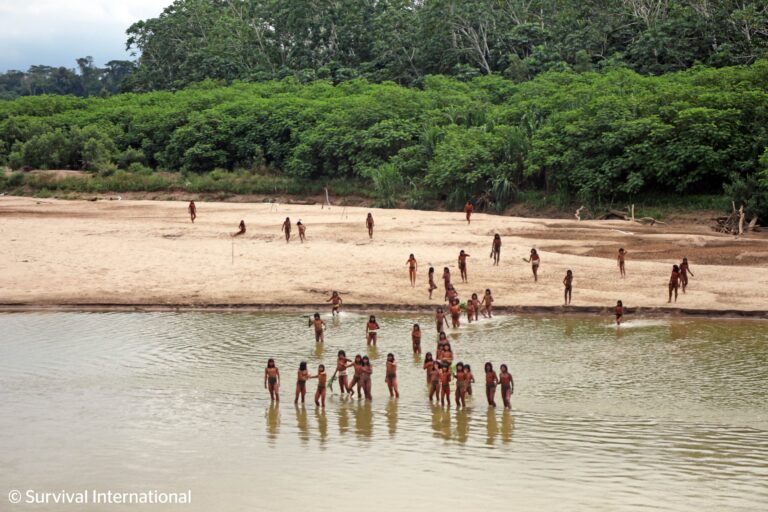 Dozens of isolated Indigenous Mashco Piro men and boys on a beach in the Peruvian Amazon. Image courtesy of Survival International.