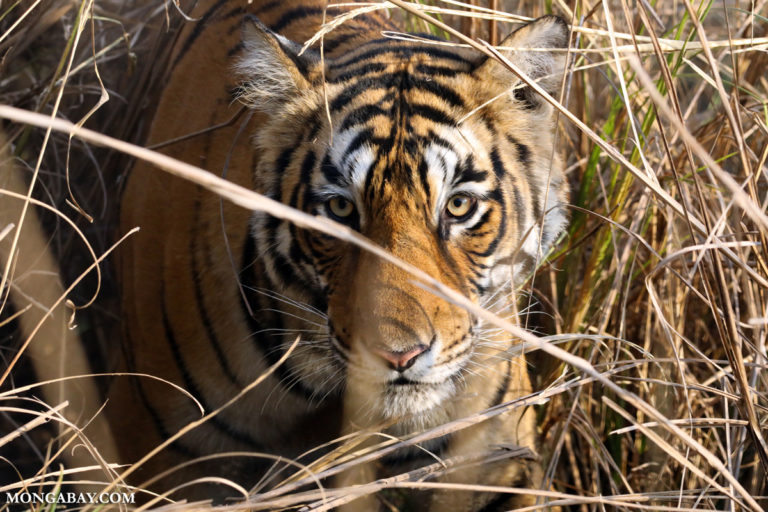 Tiger in India. Photo by Rhett A. Butler