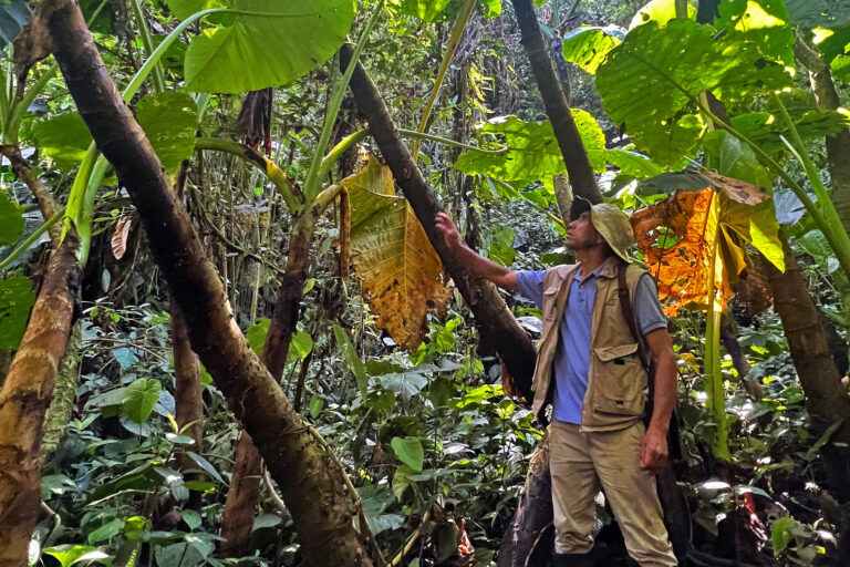 Roberto Castro from Intag Valley under a grove of elephant ear plants