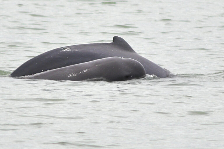 Irrawaddy dolphins come up for air