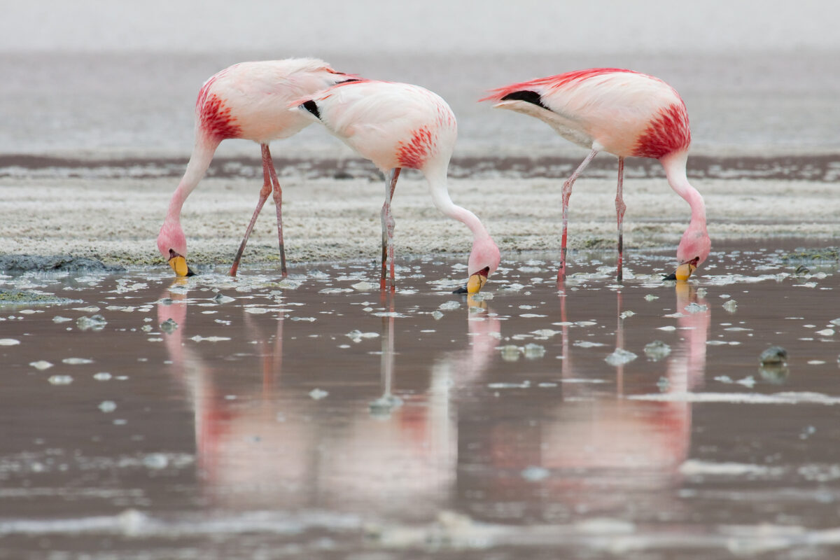 The James's flamingo (Phoenicoparrus jamesi)