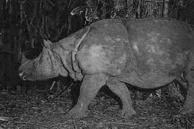 A Javan rhino spotted on camera trap in Ujung Kulon National Park.