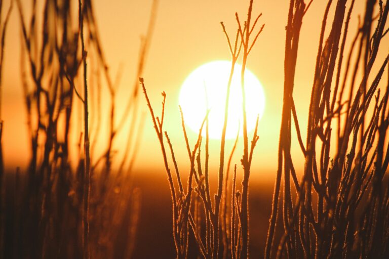 Silhouette of grain crops with the sun in the background.