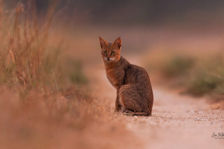 A jungle cat (Felis chaus)