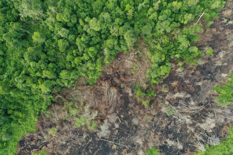 Peat forest clearing in Indonesian Borneo in June 2019. Photo by Rhett A. Butler