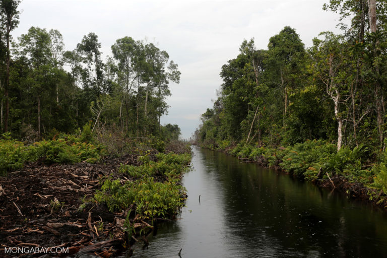 Ecosystem destruction on Borneo peatlands.