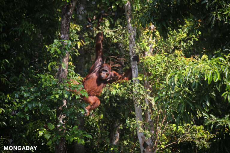 A Bornean orangutan (Pongo pygmaeus) hangs from the trees. Fewer than 100,000 orangutans remain on Borneo. Photo by Rhett A. Butler.