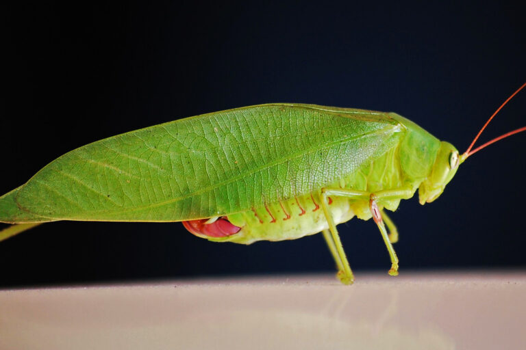 A katydid