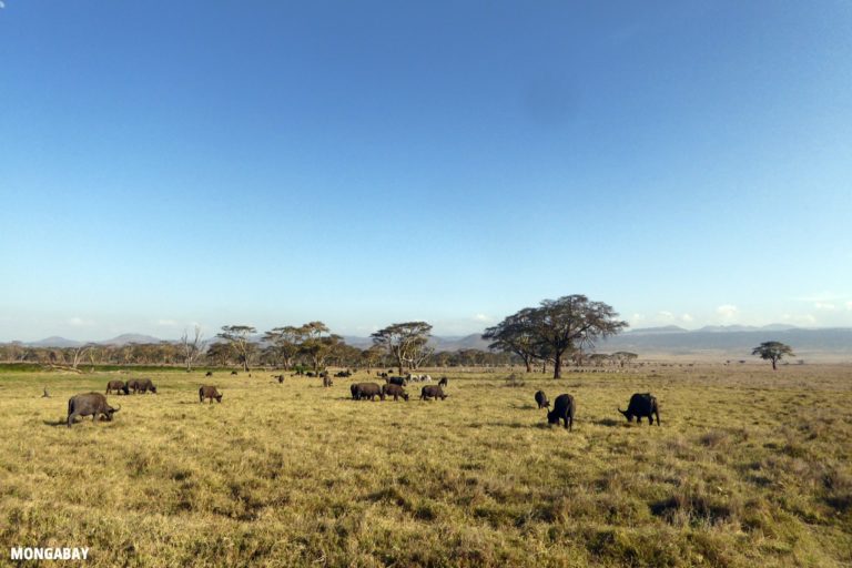 African buffalo in Kenya. Image by Rhett A. Butler/Mongabay.