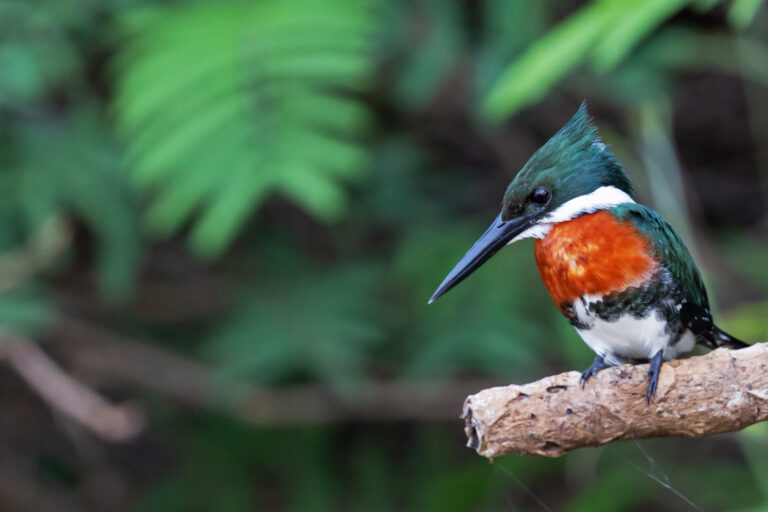 An Amazon kingfisher (Chloroceryle amazona)