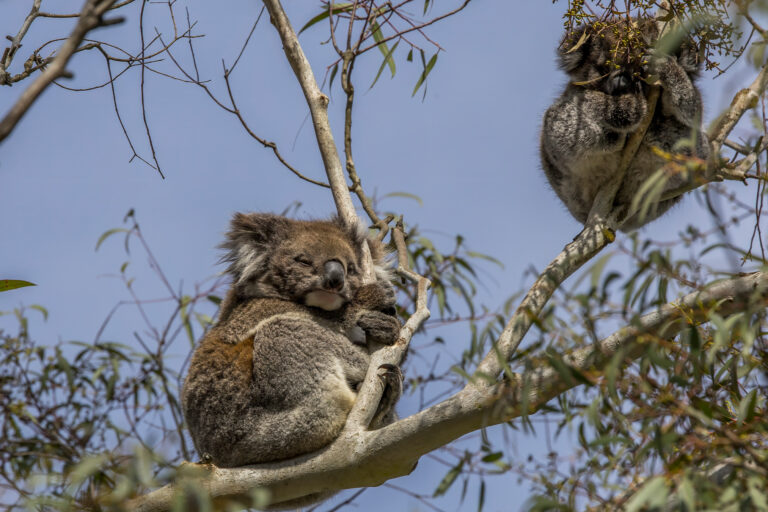 Two koala bears.