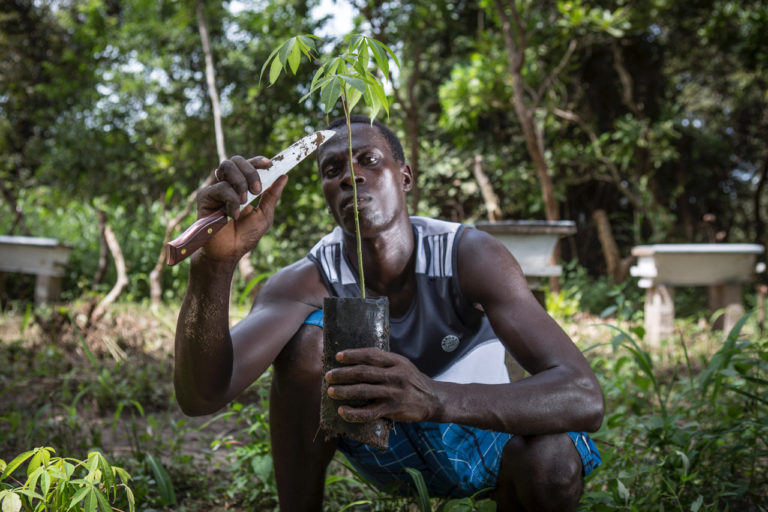 Aleu Gomez prepares silk cotton tree saplings for reforestation in community forests. ©Jason Florio/United Purpose.