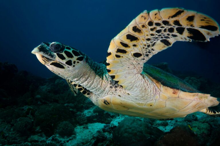 A hawksbill turtle