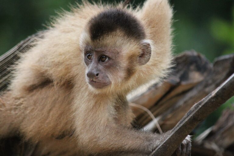 The Kaapori capuchin, (Cebus kaapori), one of the world’s most critically endangered primates. Image by Ricardo Ferreira Esteves via Wikimedia Commons CC BY-SA 4.0).