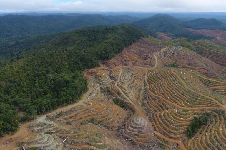 Deforestation for oil palm in East Kalimantan, Indonesia in 2016. Photo courtesy of Linus.