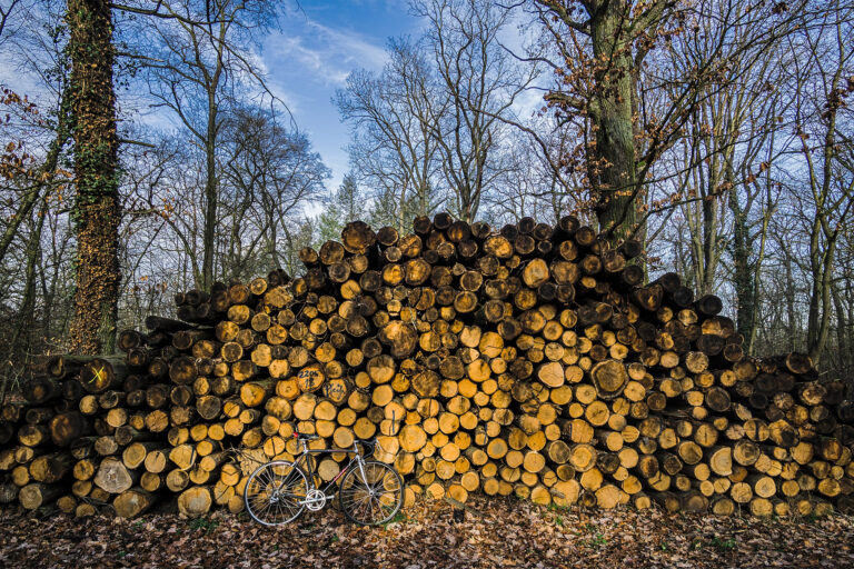 Trees cut down for biomass.