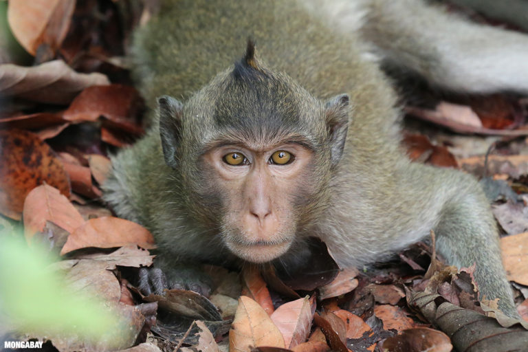 Long-tailed macaque. Image by Rhett A. Butler/Mongabay.