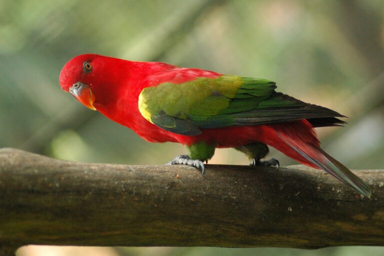 A chattering lory (Lorius garrulus).