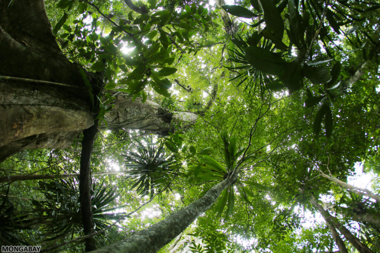 Rainforest on Nosy Mangabe, Madagascar. Photo by Rhett A. Butler.