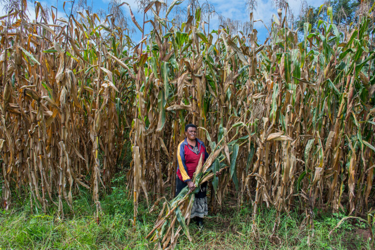 Farmer Florence Ochieng harvests green maize in Trans-Nzoia, Kenya.