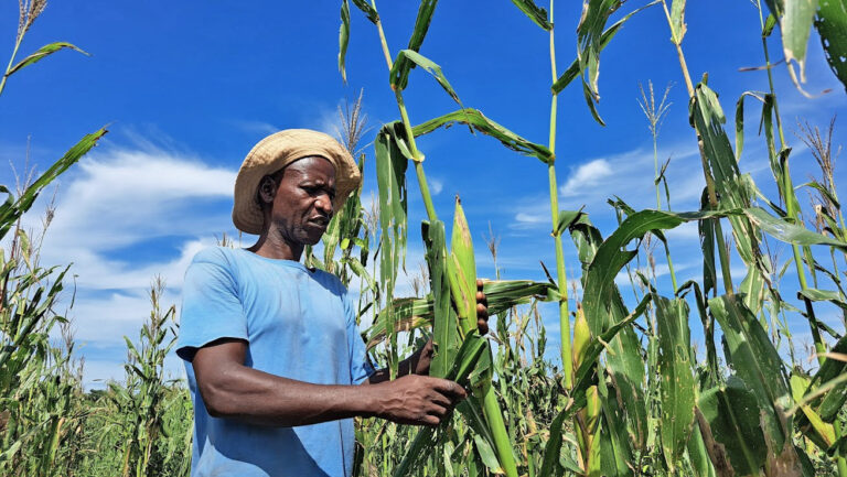 Noman Masondo, a farmer in Chirundu District of Zambia, implements effective agroecological methods to cultivate his maize crop sustainably, Zambia.