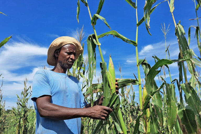 Noman Masondo, a farmer in Chirundu District of Zambia, implements effective agroecological methods to cultivate his maize crop sustainably, Zambia.