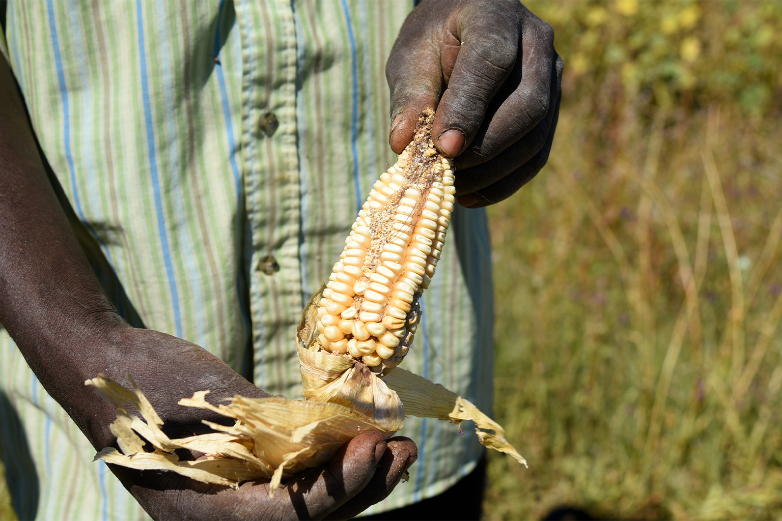 Fall armyworm damage on maize. 