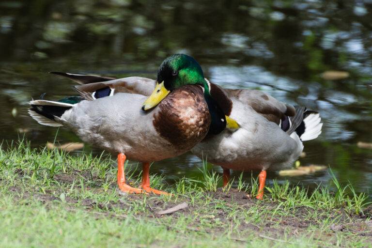 Two male mallard ducks in Hesse, Germany, showing homosexual behavior.