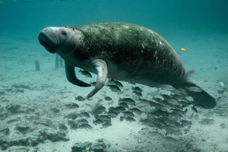 A manatee