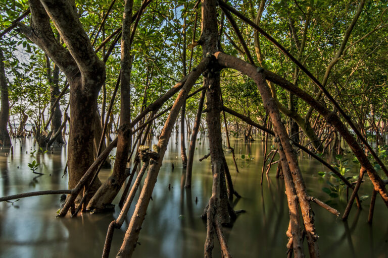 Stilt mangrove roots in West Bengal's Sundarbans.