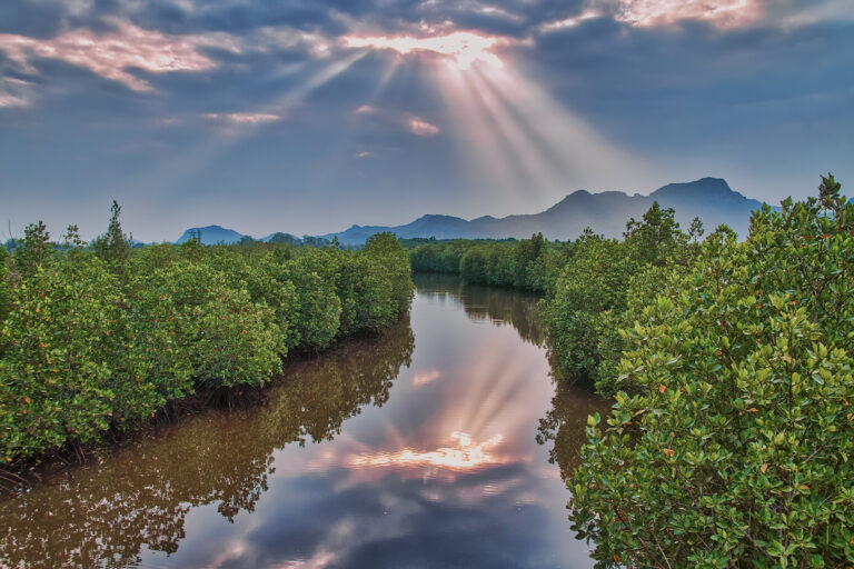 A reforested mangrove forest in Thailand.