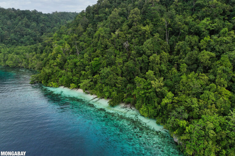 Mangroves on Pulau Rayo. The Blue Carbon Explorer combines high-resolution satellite images with drone footage and fieldwork to map out mangroves and seagrass. Image by Rhett A. Butler / Mongabay.