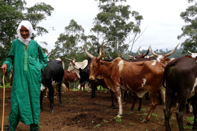 An Mbororo herder in a green caftan and his cattle in Cameroon, Image courtesy of Village Aid.