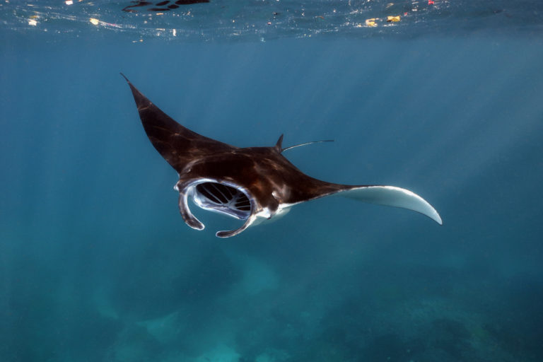 A manta ray.