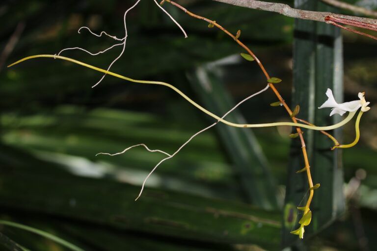 The new orchid species, Solenangis impraedicta, has a long nectar spur. Image courtesy of Marie Savignac.