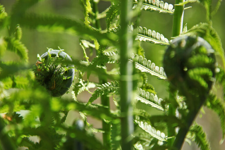 Tightly coiled ferns of Matteuccia struthiopteris.