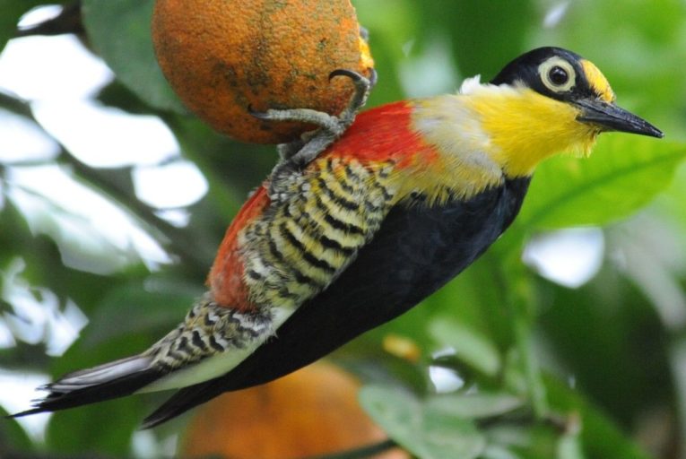 A yellow-fronted woodpecker (Melanerpes flavifrons) in Brazil's Atlantic Forest. Photo by Germano Woehl Junior for the Instituto Rã-bugio para Conservação da Biodiversidade.