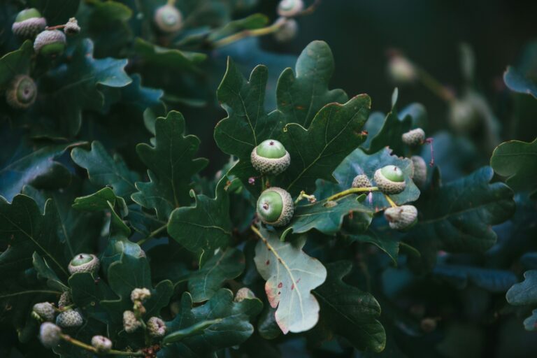 Acorns on an oak tree.