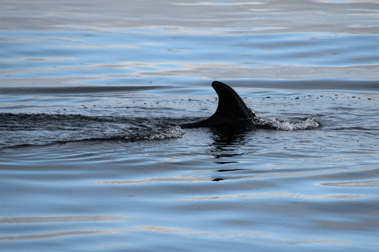 A minke whale near Svalbard.