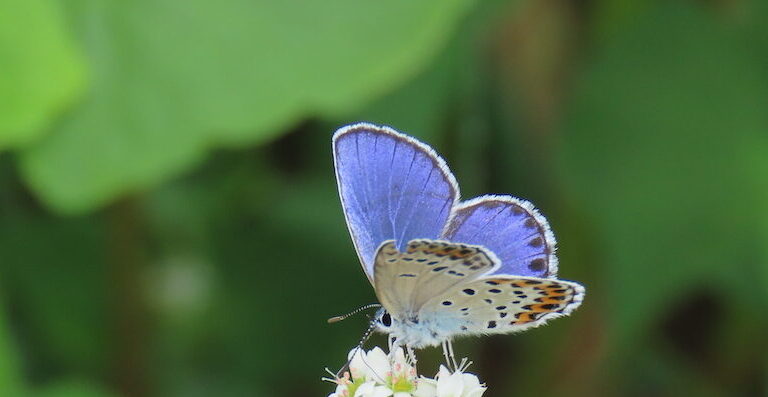 A miyamashijimi rests on a buckwheat flower. Image courtesy of Todai University.