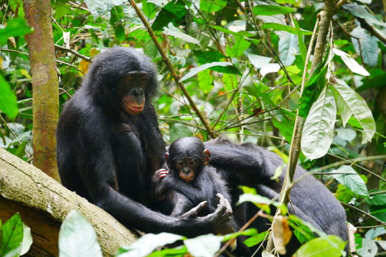 Bonobo. Image by Maud Mouginot.