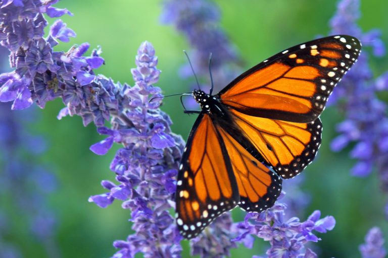 A monarch butterfly (Danaus plexippus).