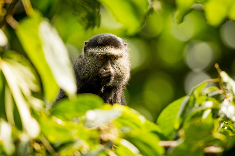 A blue monkey in Virunga National Park, DRC.