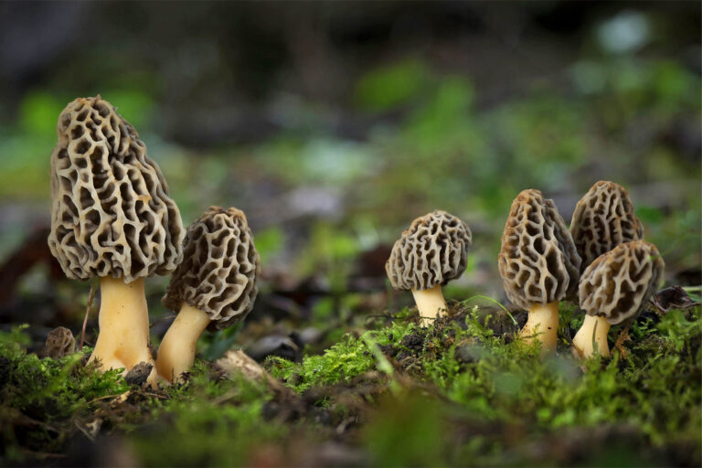 Morchella esculenta mushrooms, locally called gucchi.