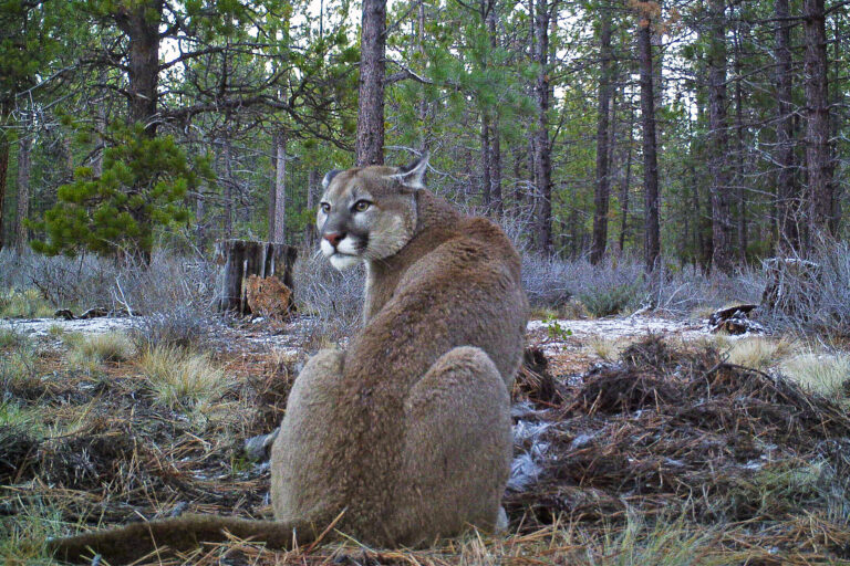 A camera trap image of a mountain lion feeding on a mule.